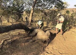 Zimbabwe investigating deaths of 22 elephants, Report Zimbabwe investigating deaths of 22 elephants, Report