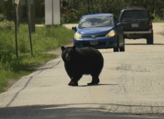 Bears fatally maul zookeeper in front of visitors at Shanghai zoo Bears fatally maul zookeeper in front of visitors at Shanghai zoo