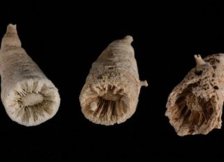 Deep sea coral time machines reveal ancient carbon dioxide burps Deep sea coral time machines reveal ancient carbon dioxide burps