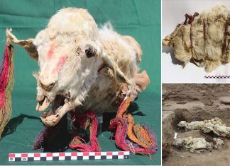Llamas may have been buried alive in ritual sacrifice by the Incas, Researchers Say Llamas may have been buried alive in ritual sacrifice by the Incas, Researchers Say