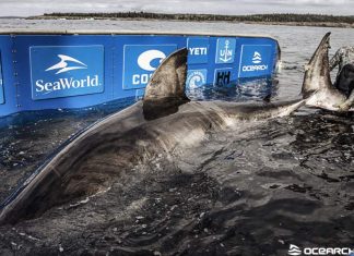 Nukumi, great white shark caught off coast of Nova Scotia (Watch) Nukumi, great white shark caught off coast of Nova Scotia