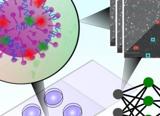 Oxford researchers develop five-minute COVID-19 antigen test Oxford researchers develop five-minute COVID-19 antigen test