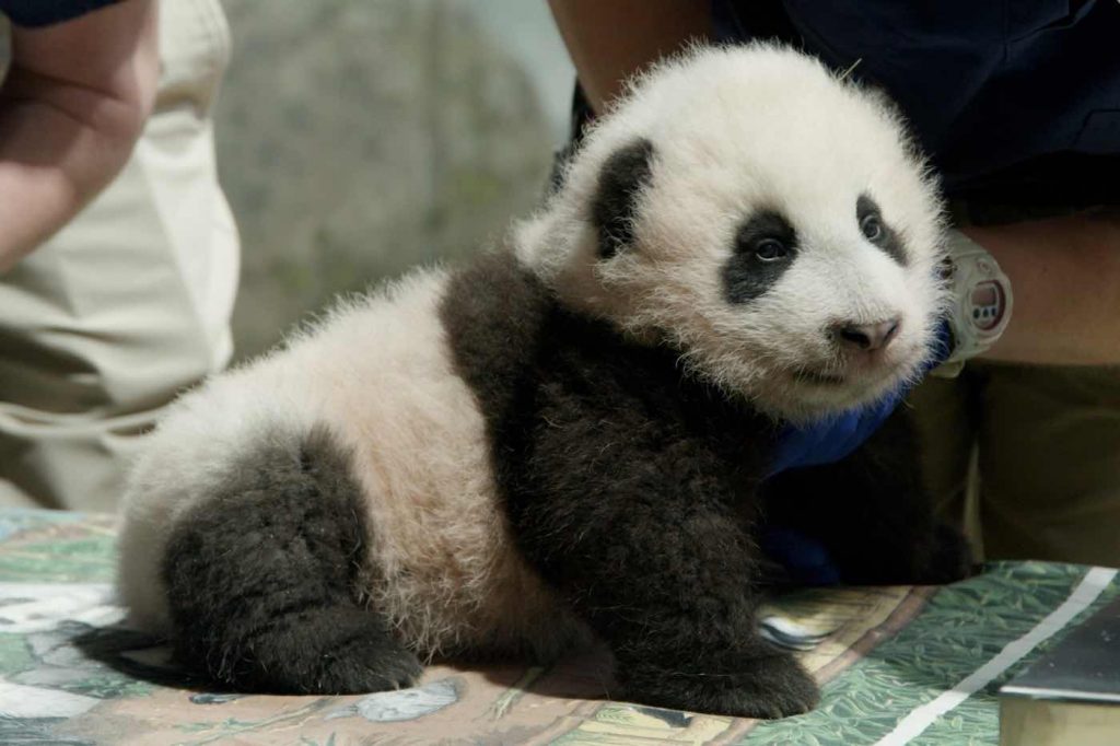 DC National Zoo Panda Cub Named Xiao Qi Ji or “Little Miracle” | Star Mag