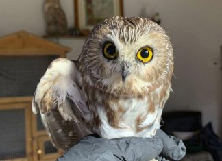 Owl rescued in Rockefeller Center Christmas tree released into the wild, Report Owl rescued in Rockefeller Center Christmas tree released into the wild, Report