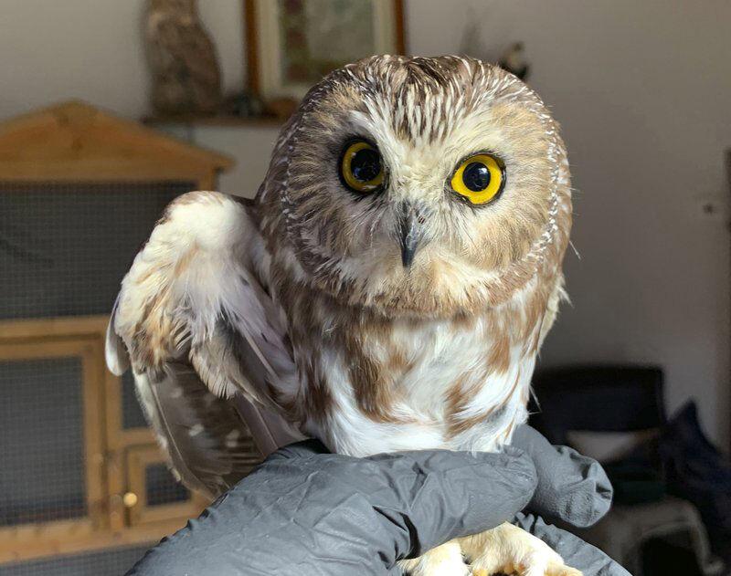 Owl rescued in Rockefeller Center Christmas tree released into the wild, Report | Star Mag