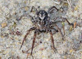 Rare Great Fox-Spider Discovered In UK For The First Time (Photo) Rare Great Fox-Spider Discovered In UK For The First Time (Photo)