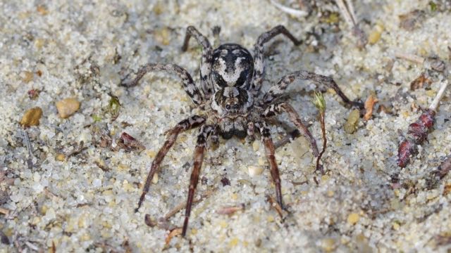 Rare Great Fox-Spider Discovered In UK For The First Time (Photo)
