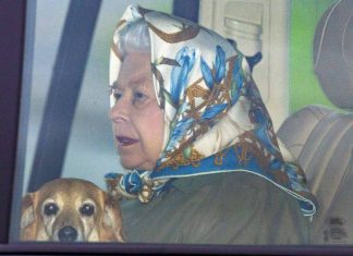 Queen Elizabeth’s dog Vulcan dies, Report Queen Elizabeth’s dog Vulcan dies, Report