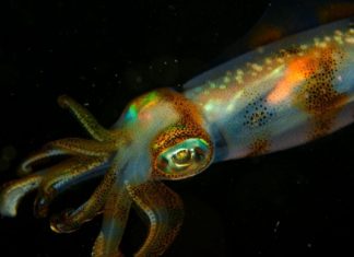 3D-Printed Smart Gel Changes Shape, Color with Light (Study) 3D-Printed Smart Gel Changes Shape, Color with Light (Study)