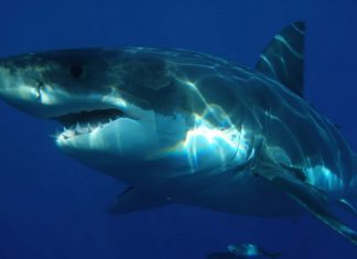 Megalodon sharks ate their siblings in the womb, Says New Study Megalodon sharks ate their siblings in the womb, Says New Study