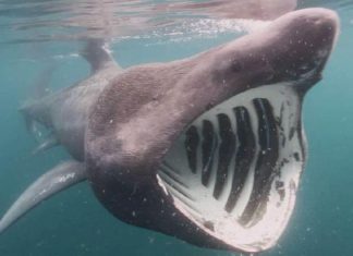 New Zealand: Woman dies in rare suspected shark attack, Report New Zealand: Woman dies in rare suspected shark attack, Report