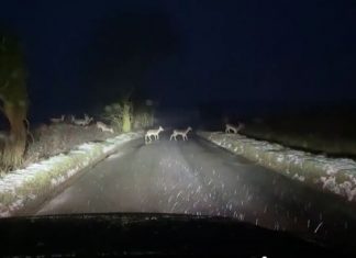 Video: Driver films 150-strong deer herd crossing road in Hertfordshire in the UK Video: Driver films 150-strong deer herd crossing road in Hertfordshire in the UK
