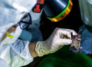 Wuhan scientists admit to being bitten by COVID-19 infected bats, Report Wuhan scientists admit to being bitten by COVID-19 infected bats, Report