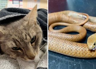 Family cat dies trying to protect young children from Australia’s most dangerous snake, Report Family cat dies trying to protect young children from Australia’s most dangerous snake, Report