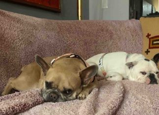 Lady Gaga dogs returned unharmed after kidnapping, Report Lady Gaga dogs returned unharmed after kidnapping, Report