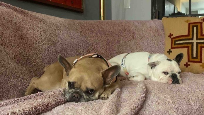 Lady Gaga dogs returned unharmed after kidnapping, Report