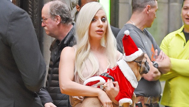 Lady Gaga’s Dog Walker Was Shot, and Two of Her Dogs Stolen, Report