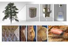 Researchers make filters from tree branches to purify drinking water Researchers make filters from tree branches to purify drinking water