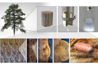 Researchers make filters from tree branches to purify drinking water Researchers make filters from tree branches to purify drinking water