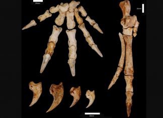 Study: Nullarbor kangaroo was able to climb trees Study: Nullarbor kangaroo was able to climb trees