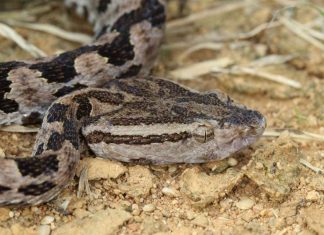 A mouse’s bite holds venomous potential, Researchers Say A mouse's bite holds venomous potential, Researchers Say