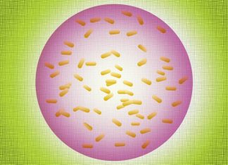 A safer way to deploy bacteria as environmental sensors, researchers say A safer way to deploy bacteria as environmental sensors, researchers say