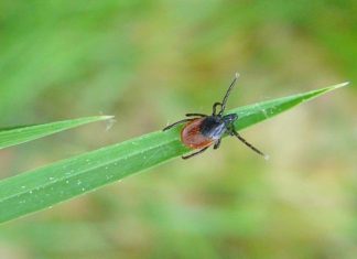 Brain disease transmitted by tick bites may be treatable, says new report Brain disease transmitted by tick bites may be treatable, says new report