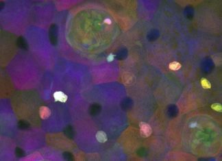 Discovery of an elusive cell type in fish sensory organs, says study Discovery of an elusive cell type in fish sensory organs, says study