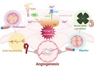 Research identifies new targets in the angiogenesis process Research identifies new targets in the angiogenesis process