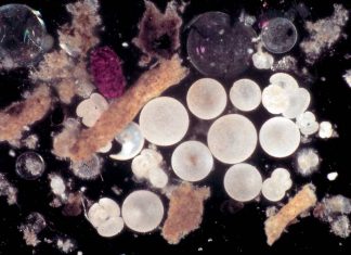 Research reveals uncertainty in how much carbon the ocean absorbs over time Research reveals uncertainty in how much carbon the ocean absorbs over time