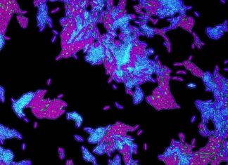 Researchers confirm bacteria’s genetic ‘Swiss army knife’ is key driver of antibiotic resistance Researchers confirm bacteria’s genetic ‘Swiss army knife’ is key driver of antibiotic resistance