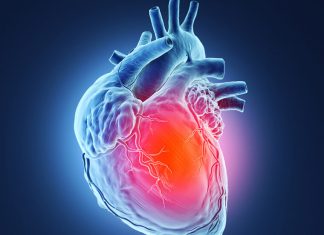 Study: Metabolic switch may regenerate heart muscle following heart attack Study: Metabolic switch may regenerate heart muscle following heart attack
