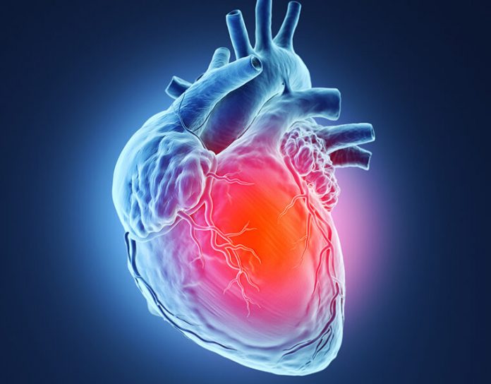 Study: Metabolic switch may regenerate heart muscle following heart attack
