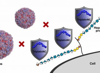 Study: Metal-based compounds pave the way for new antiviral treatments Study: Metal-based compounds pave the way for new antiviral treatments