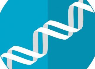 Study: Novel muscular dystrophy gene connects to a key biological pathway Study: Novel muscular dystrophy gene connects to a key biological pathway