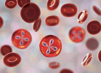 Scientists develop vaccine for human babesiosis Scientists develop vaccine for human babesiosis