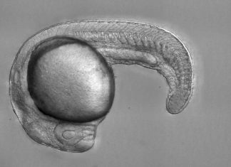 Scientists identify mechanism with therapeutic potential for anemia by studying zebrafish Scientists identify mechanism with therapeutic potential for anemia by studying zebrafish