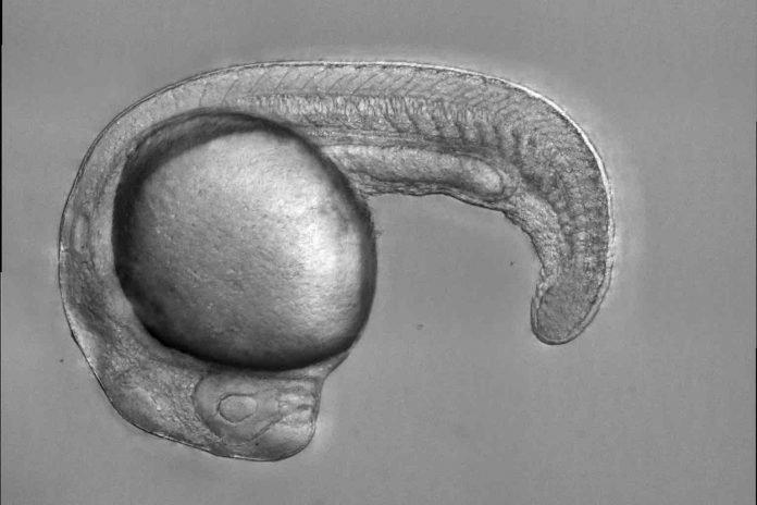 Scientists identify mechanism with therapeutic potential for anemia by studying zebrafish