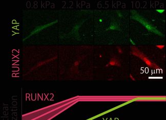 Study: Finer touch for tuning stem cell “fate” with substrates of varying stiffness Study: Finer touch for tuning stem cell "fate" with substrates of varying stiffness