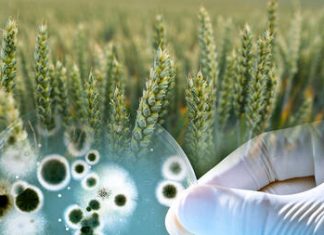 Study: Yale class discovers new approach to breeding microbiomes Study: Yale class discovers new approach to breeding microbiomes