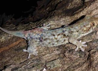 Geckos might lose their tails, but not their dinner, says study Geckos might lose their tails, but not their dinner, says study