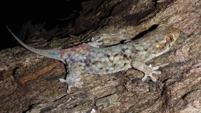 Geckos might lose their tails, but not their dinner, says study