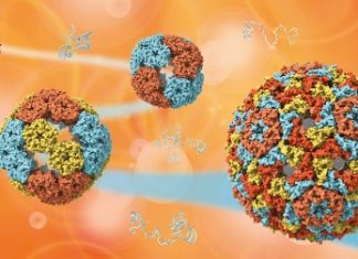 Researchers uncover the mysteries of how viruses evolve Researchers uncover the mysteries of how viruses evolve