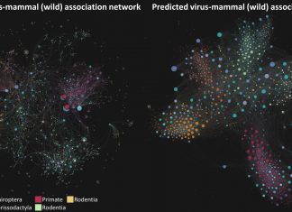 Study: AI used to predict unknown links between viruses and mammals Study: AI used to predict unknown links between viruses and mammals