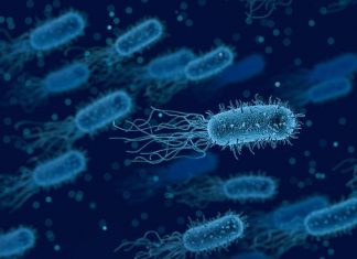 Study: Pathogenic bacteria rendered almost harmless Study: Pathogenic bacteria rendered almost harmless