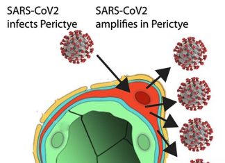 3D “assembloid” shows how SARS-CoV-2 infects brain cells, says study 3D "assembloid" shows how SARS-CoV-2 infects brain cells, says study
