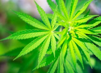 Novel Research of high-potency cannabis shows some memory effects Novel Research of high-potency cannabis shows some memory effects