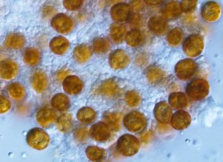 Scientists find potential path to a broadly protective COVID-19 vaccine using T cells Scientists find potential path to a broadly protective COVID-19 vaccine using T cells