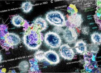 Study: Breakthrough in tissue engineering as ‘shape memory’ supports tissue growth Study: Breakthrough in tissue engineering as 'shape memory' supports tissue growth