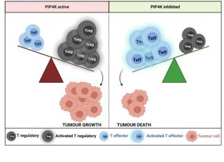 Study: New breakthrough to help immune systems in the fight against cancer Study: New breakthrough to help immune systems in the fight against cancer